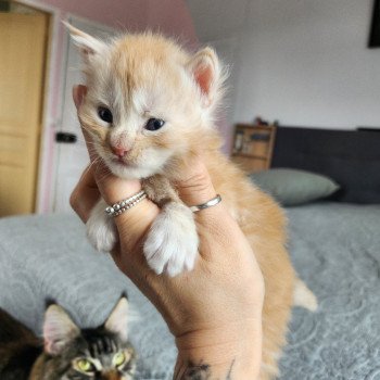 chaton Maine coon red silver mackerel tabby Aslan Chatterie des Sept Phoenix