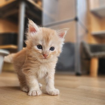 chaton Maine coon red silver mackerel tabby Aslan Chatterie des Sept Phoenix chaton Maine coon red silver mackerel tabby Aslan Chatterie des Sept Phoenix