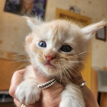chaton Maine coon red silver mackerel tabby Aslan Chatterie des Sept Phoenix chaton Maine coon red silver mackerel tabby Aslan Chatterie des Sept Phoenix