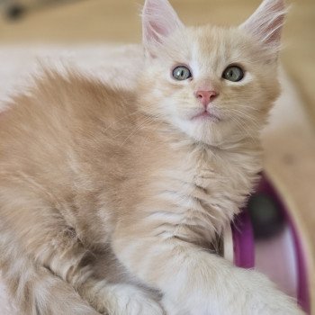 chaton Maine coon red silver mackerel tabby Aslan Chatterie des Sept Phoenix chaton Maine coon red silver mackerel tabby Aslan Chatterie des Sept Phoenix