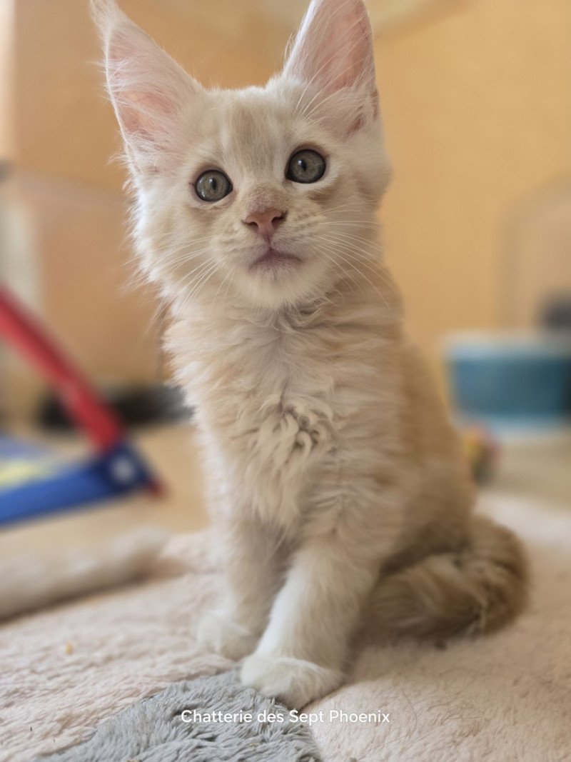 Aslan Des Sept Phoenix Mâle Maine coon Aslan Des Sept Phoenix Mâle Maine coon