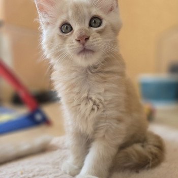 chaton Maine coon red silver mackerel tabby Aslan Chatterie des Sept Phoenix chaton Maine coon red silver mackerel tabby Aslan Chatterie des Sept Phoenix
