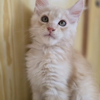 chaton Maine coon red silver mackerel tabby Aslan Chatterie des Sept Phoenix chaton Maine coon red silver mackerel tabby Aslan Chatterie des Sept Phoenix