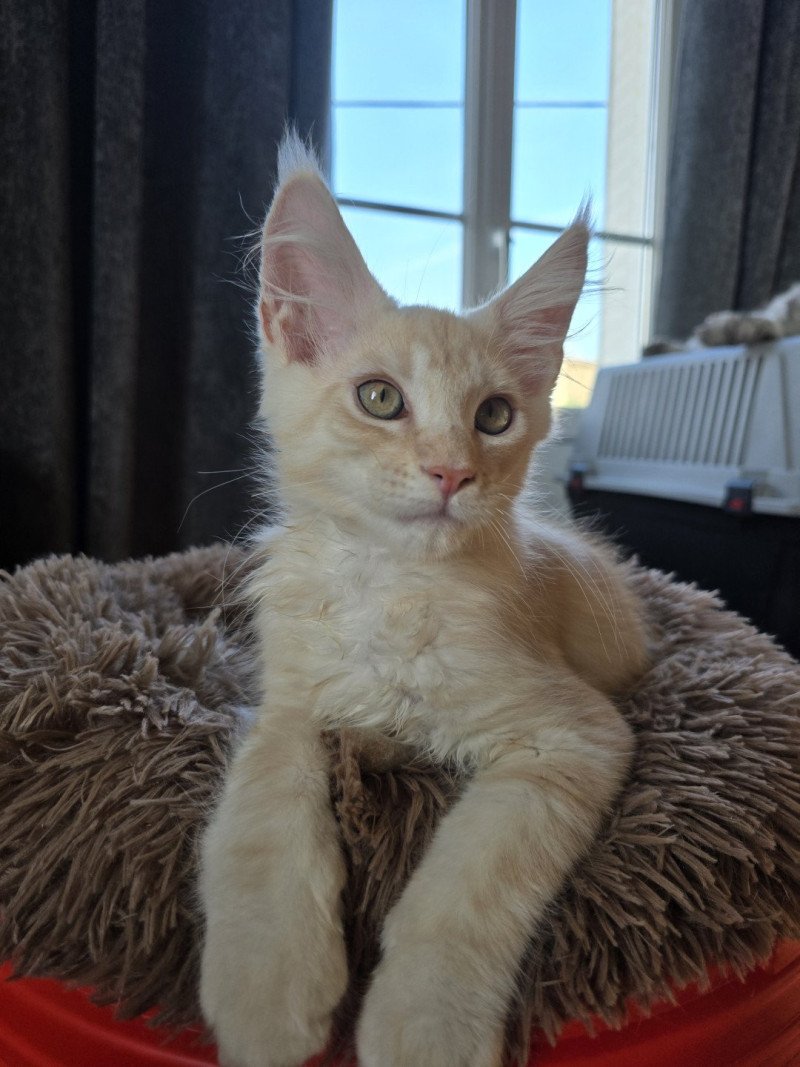Aslan Des Sept Phoenix Mâle Maine coon