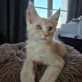 chaton Maine coon red silver mackerel tabby Aslan Chatterie des Sept Phoenix chaton Maine coon red silver mackerel tabby Aslan Chatterie des Sept Phoenix
