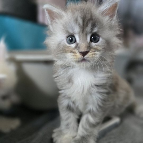 Astéria Des Sept Phoenix Femelle Maine coon