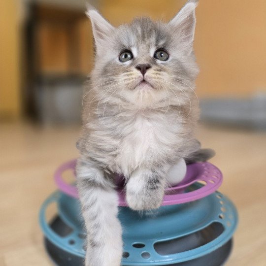 Astéria Des Sept Phoenix Femelle Maine coon