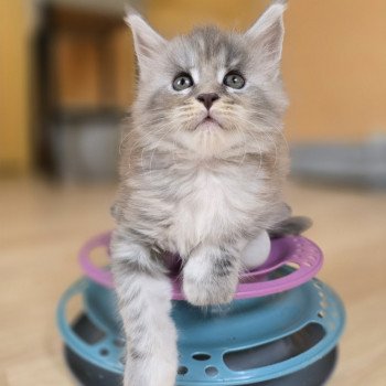 chaton Maine coon blue tortie silver tabby Astéria Chatterie des Sept Phoenix chaton Maine coon blue tortie silver tabby Astéria Chatterie des Sept Phoenix