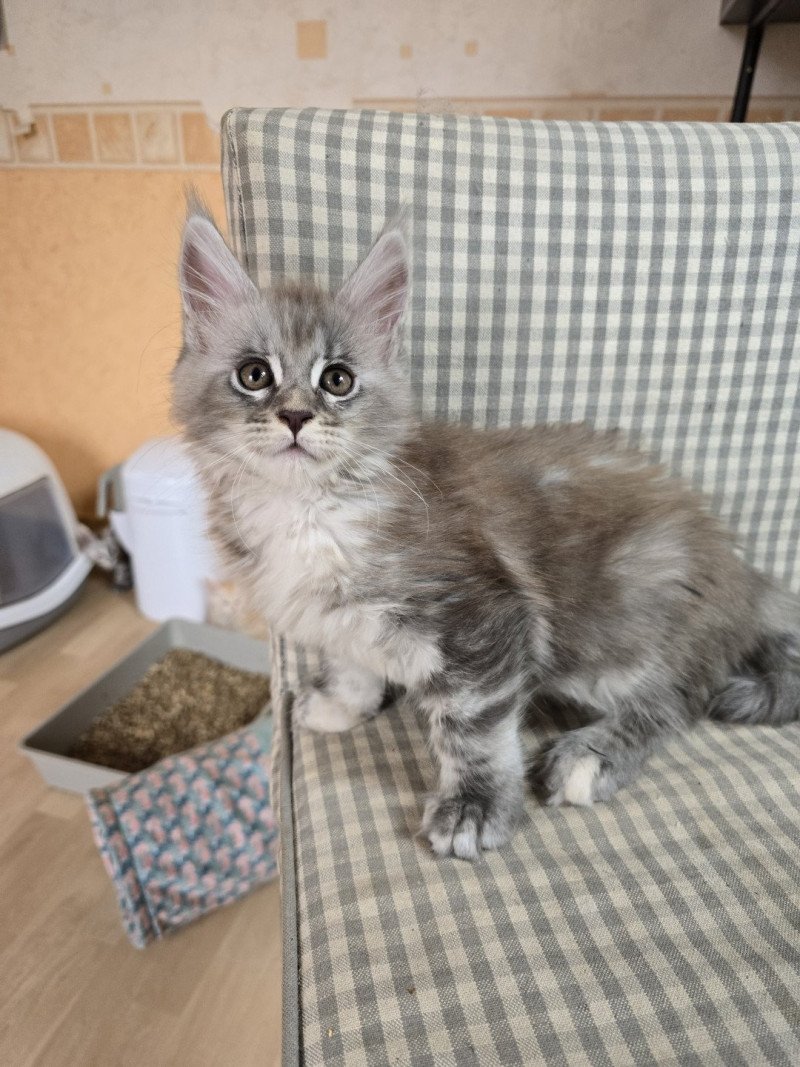 Angie Des Sept Phoenix Femelle Maine coon