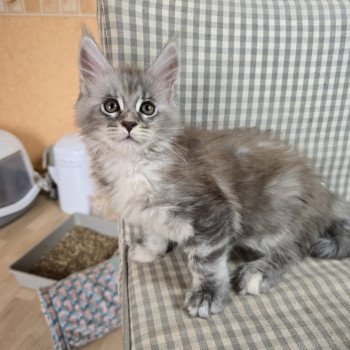 chaton Maine coon blue tortie silver tabby Angie Chatterie des Sept Phoenix chaton Maine coon blue tortie silver tabby Angie Chatterie des Sept Phoenix