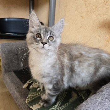 chaton Maine coon blue tortie silver tabby Angie Chatterie des Sept Phoenix chaton Maine coon blue tortie silver tabby Angie Chatterie des Sept Phoenix