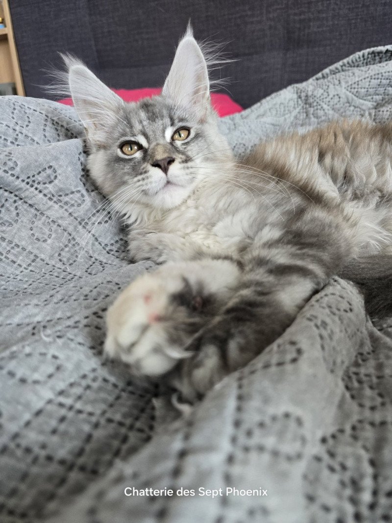 Angie Des Sept Phoenix Femelle Maine coon