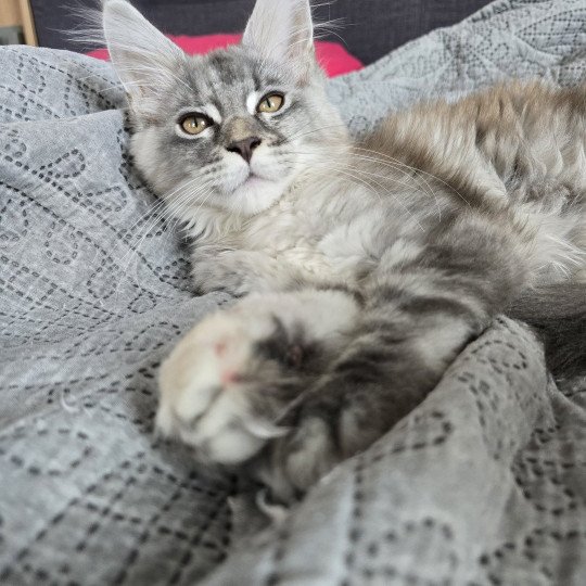 Angie Des Sept Phoenix Femelle Maine coon
