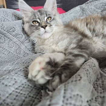 chaton Maine coon blue tortie silver tabby Angie Chatterie des Sept Phoenix chaton Maine coon blue tortie silver tabby Angie Chatterie des Sept Phoenix