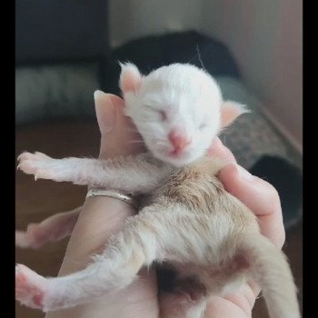 chaton Maine coon red smoke Astrée Chatterie des Sept Phoenix chaton Maine coon red smoke Astrée Chatterie des Sept Phoenix