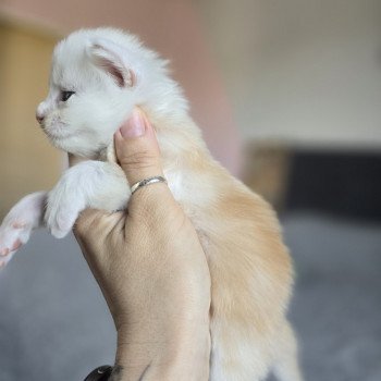 chaton Maine coon red smoke Astrée Chatterie des Sept Phoenix chaton Maine coon red smoke Astrée Chatterie des Sept Phoenix