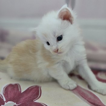 chaton Maine coon red smoke Astrée Chatterie des Sept Phoenix chaton Maine coon red smoke Astrée Chatterie des Sept Phoenix