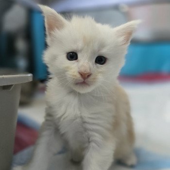 chaton Maine coon red smoke Astrée Chatterie des Sept Phoenix chaton Maine coon red smoke Astrée Chatterie des Sept Phoenix