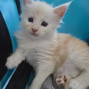chaton Maine coon red smoke Astrée Chatterie des Sept Phoenix chaton Maine coon red smoke Astrée Chatterie des Sept Phoenix