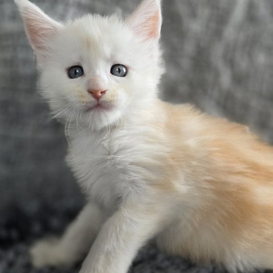 Astrée Des Sept Phoenix Femelle Maine coon