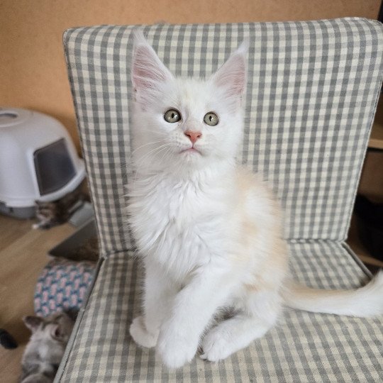 Astrée Des Sept Phoenix Femelle Maine coon