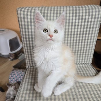 chaton Maine coon red smoke Astrée Chatterie des Sept Phoenix chaton Maine coon red smoke Astrée Chatterie des Sept Phoenix