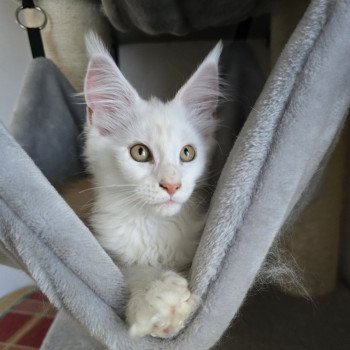 chaton Maine coon red smoke Astrée Chatterie des Sept Phoenix chaton Maine coon red smoke Astrée Chatterie des Sept Phoenix