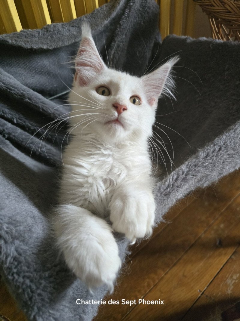 Astrée Des Sept Phoenix Femelle Maine coon