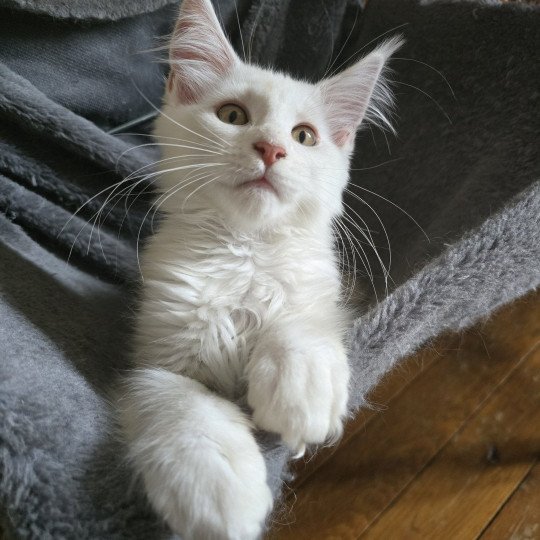 Astrée Des Sept Phoenix Femelle Maine coon