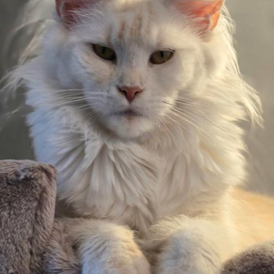 Astrée Des Sept Phoenix Femelle Maine coon