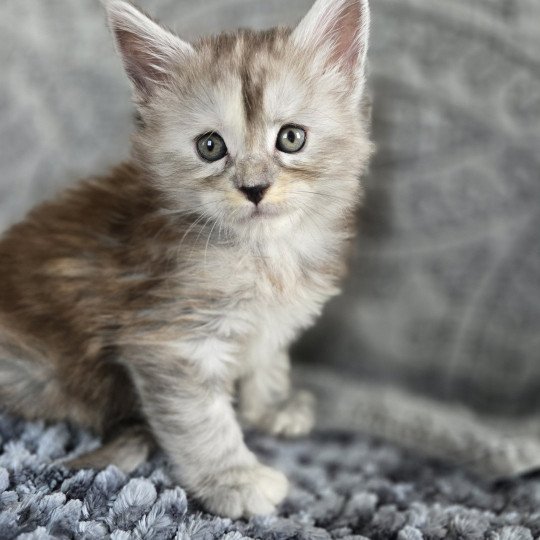 Athéna Des Sept Phoenix Femelle Maine coon