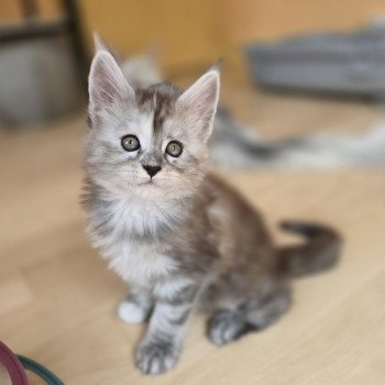 chaton Maine coon black tortie smoke Athéna Chatterie des Sept Phoenix chaton Maine coon black tortie smoke Athéna Chatterie des Sept Phoenix