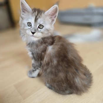 chaton Maine coon black tortie smoke Athéna Chatterie des Sept Phoenix chaton Maine coon black tortie smoke Athéna Chatterie des Sept Phoenix