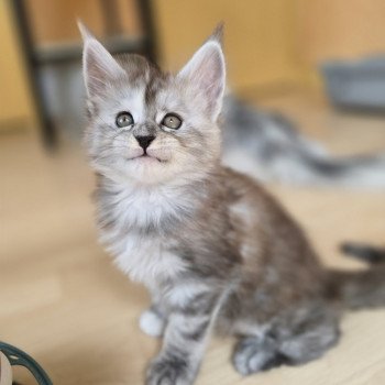 chaton Maine coon black tortie smoke Athéna Chatterie des Sept Phoenix chaton Maine coon black tortie smoke Athéna Chatterie des Sept Phoenix