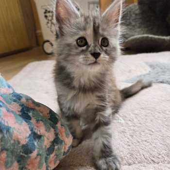 chaton Maine coon black tortie smoke Athéna Chatterie des Sept Phoenix chaton Maine coon black tortie smoke Athéna Chatterie des Sept Phoenix