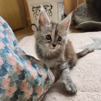 chaton Maine coon black tortie smoke Athéna Chatterie des Sept Phoenix chaton Maine coon black tortie smoke Athéna Chatterie des Sept Phoenix