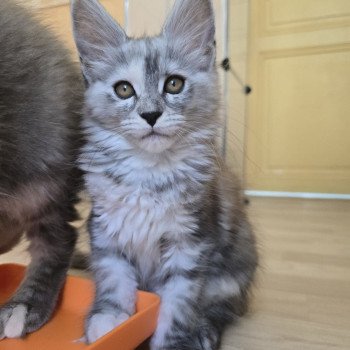 chaton Maine coon black tortie smoke Athéna Chatterie des Sept Phoenix chaton Maine coon black tortie smoke Athéna Chatterie des Sept Phoenix