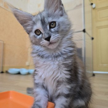 chaton Maine coon black tortie smoke Athéna Chatterie des Sept Phoenix chaton Maine coon black tortie smoke Athéna Chatterie des Sept Phoenix