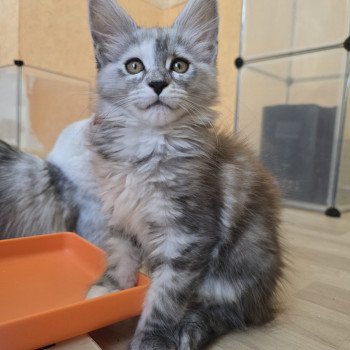 chaton Maine coon black tortie smoke Athéna Chatterie des Sept Phoenix chaton Maine coon black tortie smoke Athéna Chatterie des Sept Phoenix