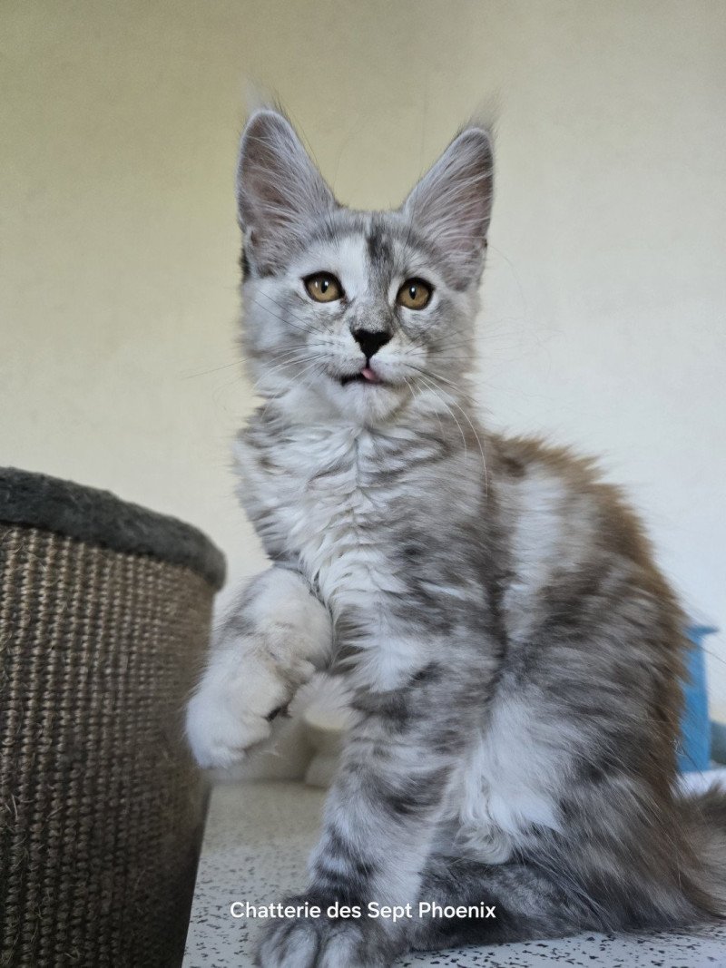 Athéna Des Sept Phoenix Femelle Maine coon