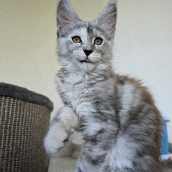 chaton Maine coon black tortie smoke Athéna Chatterie des Sept Phoenix chaton Maine coon black tortie smoke Athéna Chatterie des Sept Phoenix