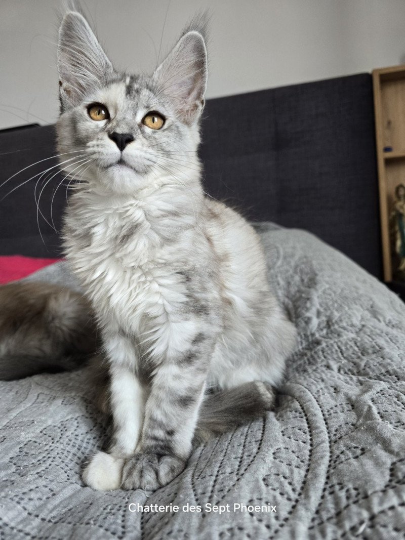 Athéna Des Sept Phoenix Femelle Maine coon