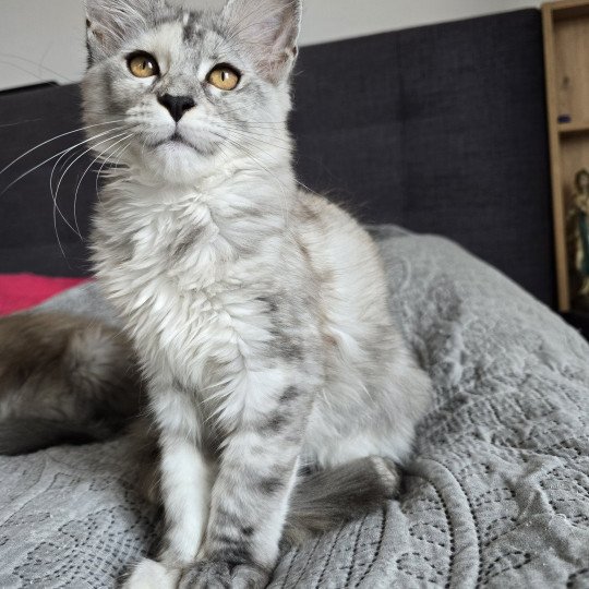 Athéna Des Sept Phoenix Femelle Maine coon