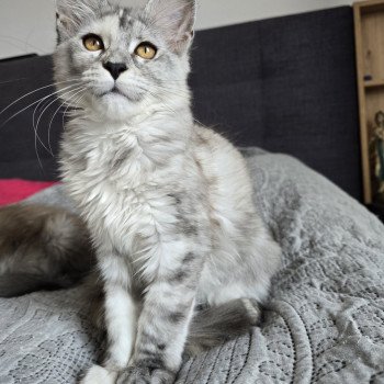 chaton Maine coon black tortie smoke Athéna Chatterie des Sept Phoenix chaton Maine coon black tortie smoke Athéna Chatterie des Sept Phoenix