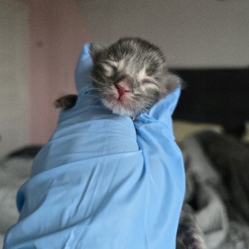 chaton Maine coon blue tortie silver tabby Ayley Chatterie des Sept Phoenix