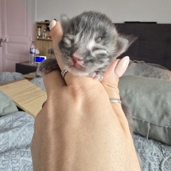 chaton Maine coon blue silver tabby Azur Chatterie des Sept Phoenix