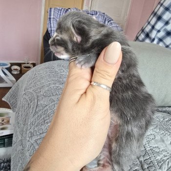 chaton Maine coon blue silver tabby Azur Chatterie des Sept Phoenix