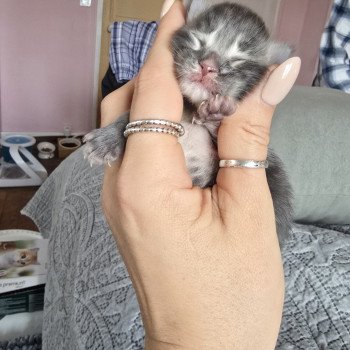 chaton Maine coon blue silver tabby Azur Chatterie des Sept Phoenix
