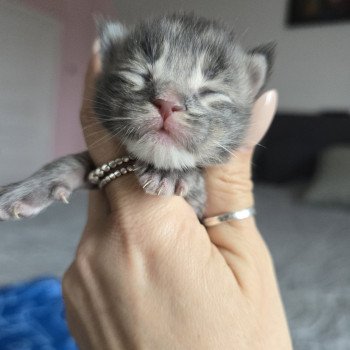 chaton Maine coon blue silver tabby Azur Chatterie des Sept Phoenix