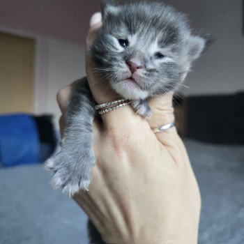 chaton Maine coon blue smoke Azur Chatterie des Sept Phoenix